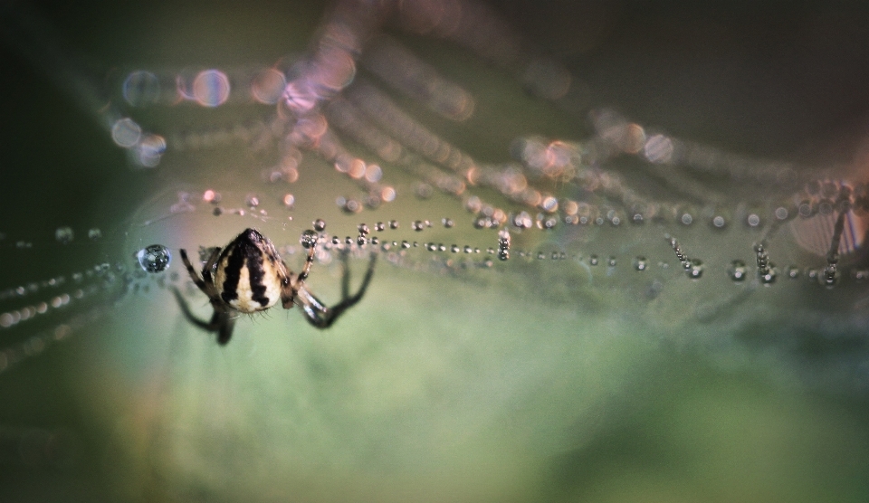 Natura leggero fotografia prato
