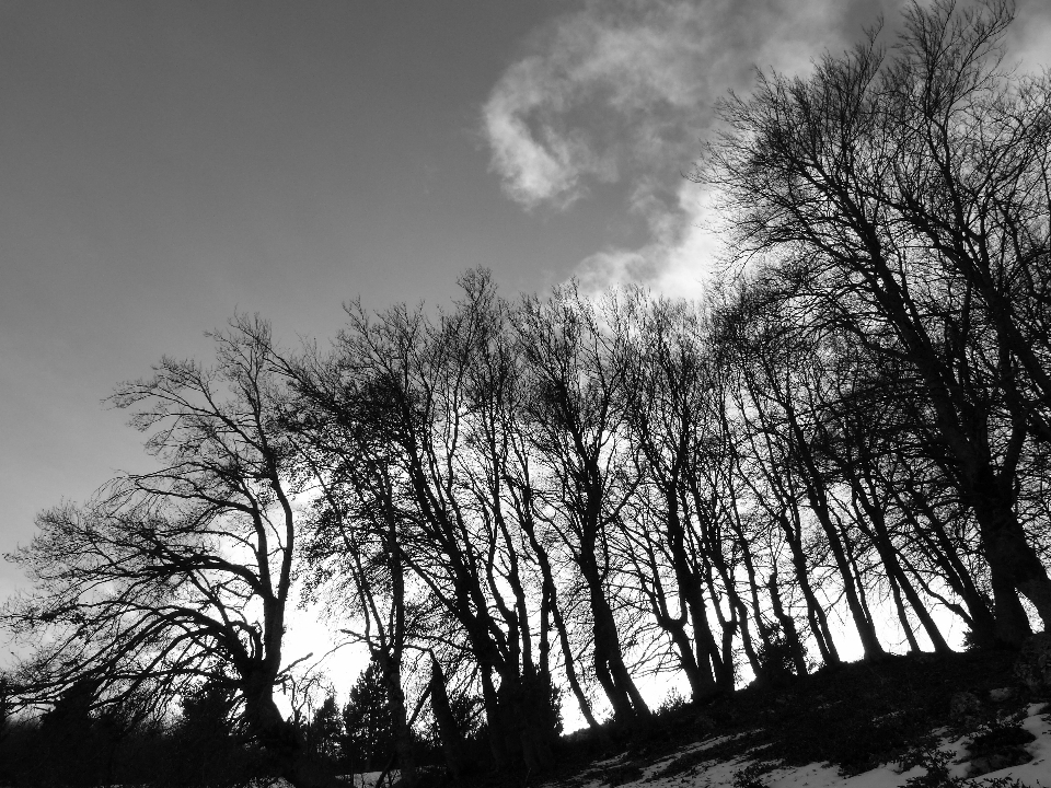 Tree nature forest grass