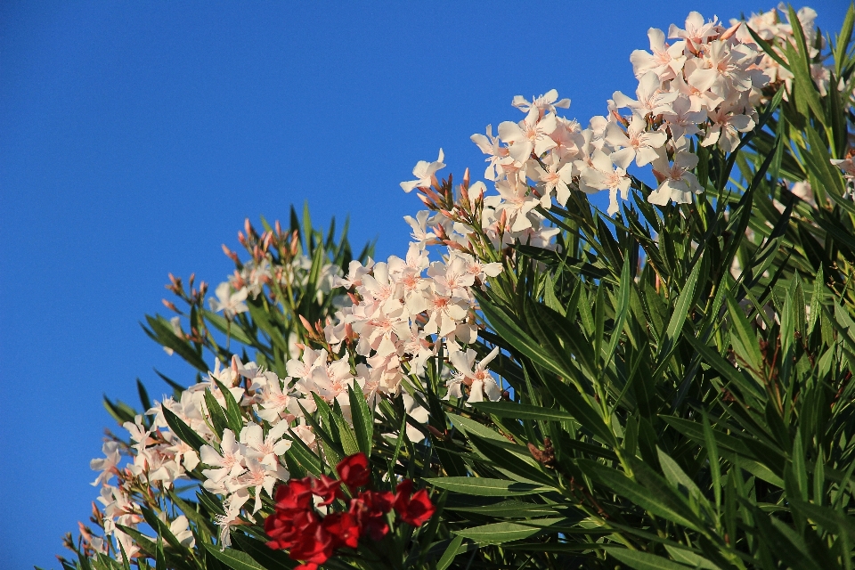 Erba fiore pianta bianco