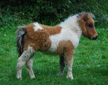 Animal cute pasture grazing Photo