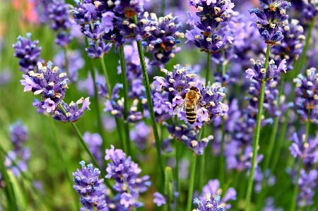 Photo Nature fleurir usine prairie
