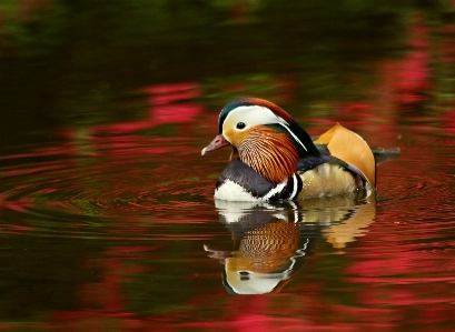 Foto Agua pájaro ala fauna silvestre