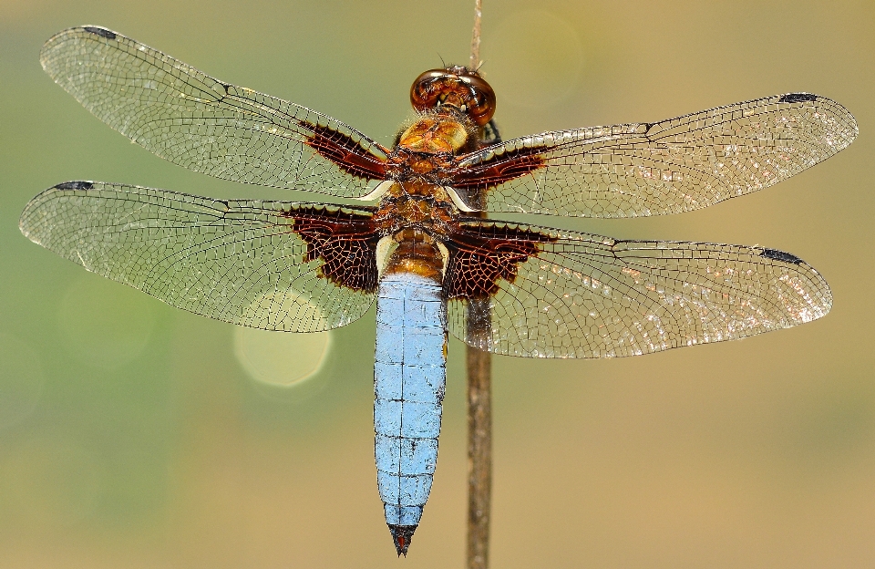 Skrzydło owad makro fauna