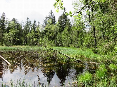 Foto Albero natura foresta pantano