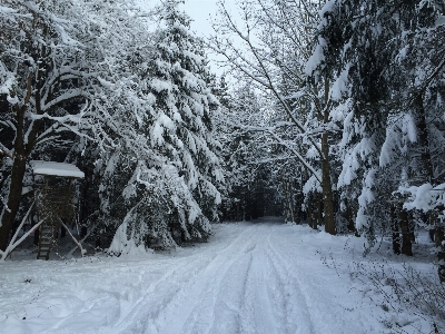 Tree forest branch snow Photo