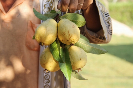 Foto Albero ramo pianta frutta