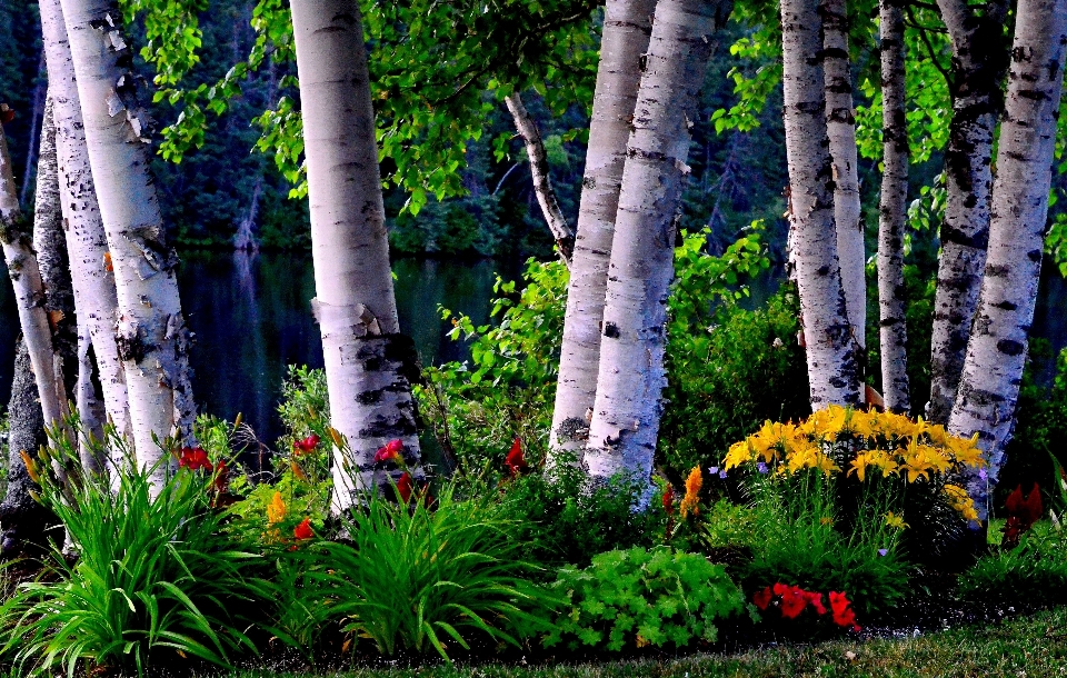 árbol naturaleza bosque césped