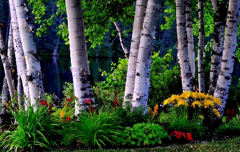 Foto árbol naturaleza bosque césped