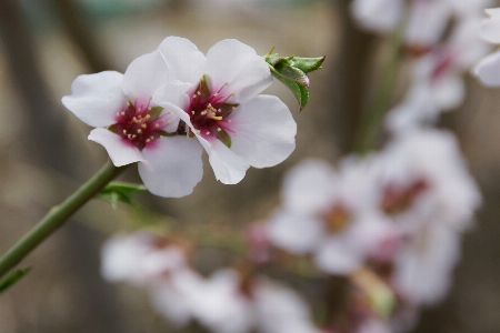 Tree nature branch blossom Photo