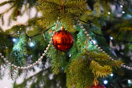 Foto Albero ramo pianta fiore