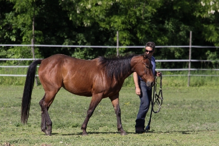 Pasture grazing ranch horse Photo