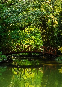 Foto árbol agua naturaleza bosque