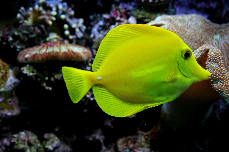 Underwater swim tropical biology