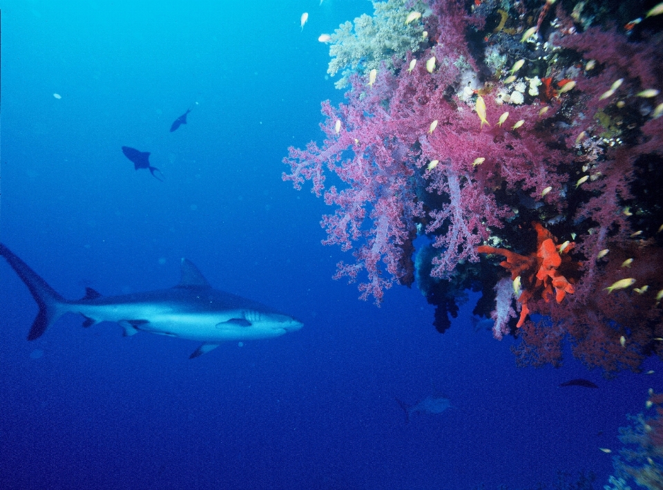 Océan sous-marin la biologie prédateur