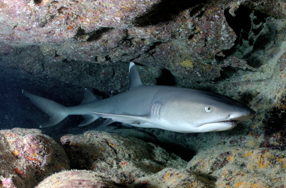 Nature océan sous-marin grotte