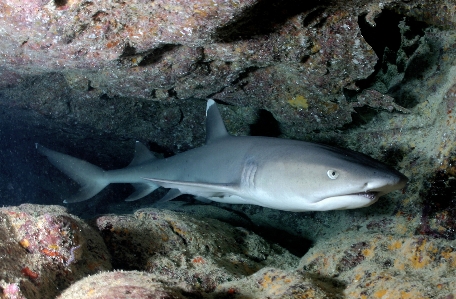 Nature ocean underwater cave Photo