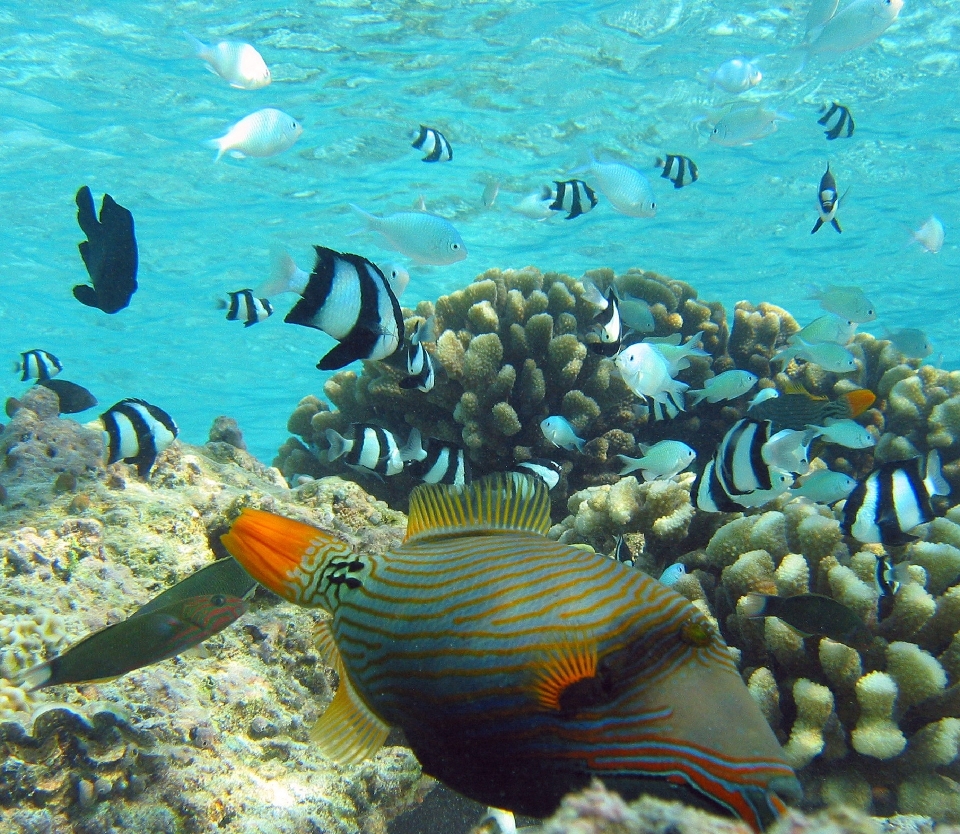 Mar océano buceo fauna silvestre