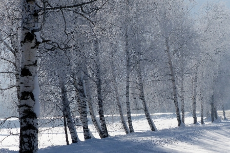 Landscape tree nature forest Photo