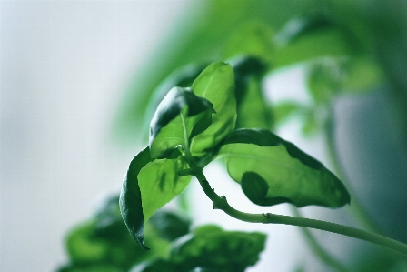 Nature grass branch plant Photo