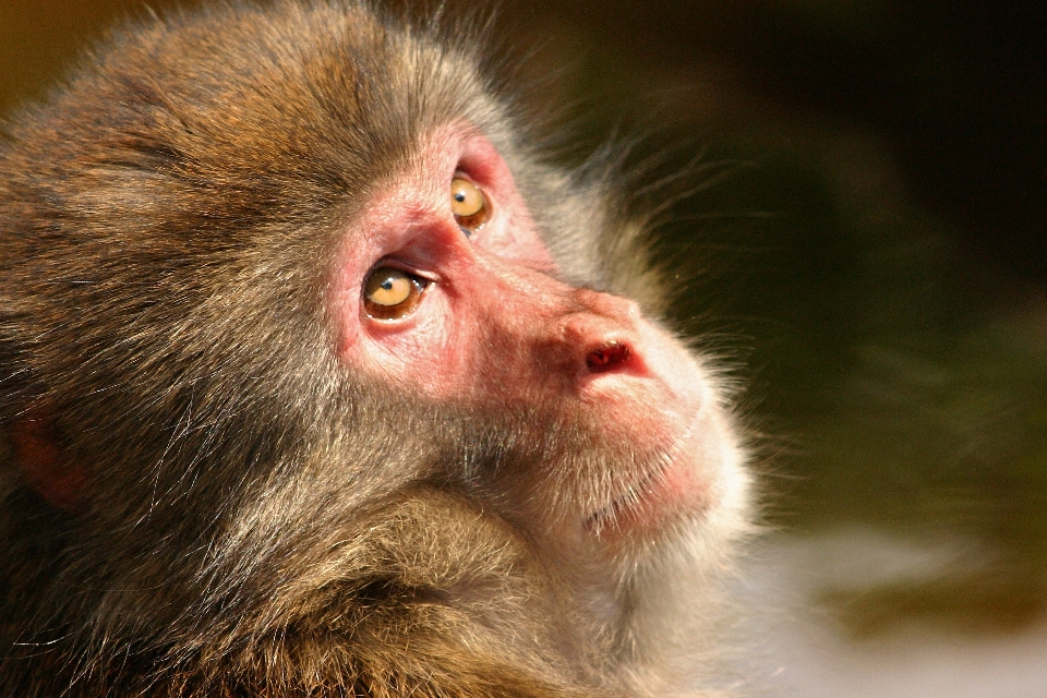 Tier säugetier affe fauna