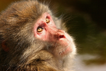 Animal mammal monkey fauna Photo