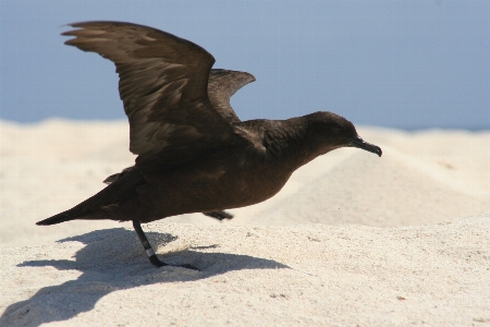 Beach bird wing seabird Photo