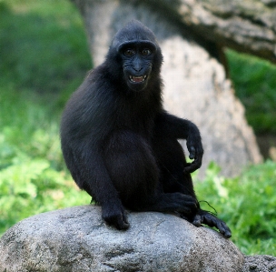 Foto Guardare animali selvatici zoo giovane