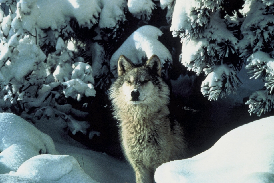 Natureza neve inverno animais selvagens