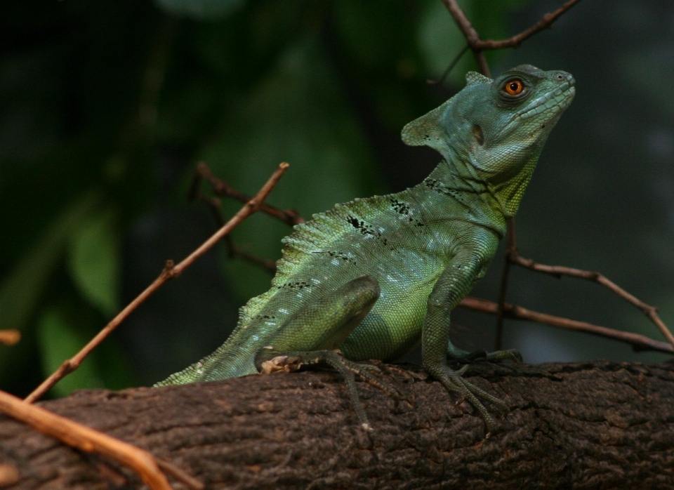 Fauna silvestre zoo verde tropical