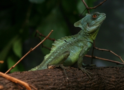 Foto Margasatwa kebun binatang hijau tropis