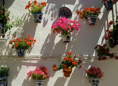 Plant flower aisle art Photo