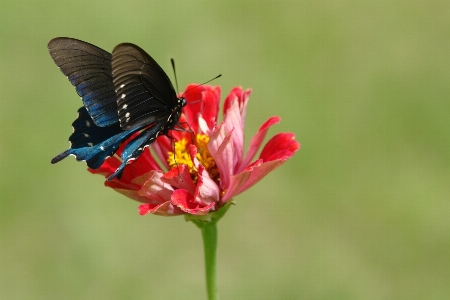 Photo Nature fleurir aile usine