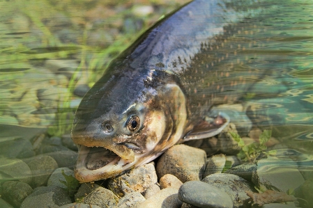 Nature photography wildlife fishing Photo