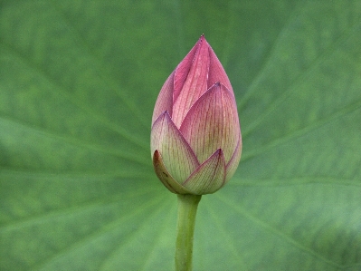 Nature blossom plant leaf Photo