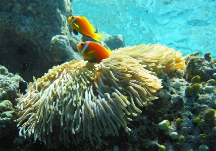 Water nature ocean underwater Photo