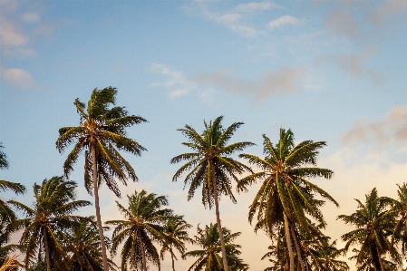 Beach sea coast tree Photo