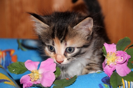 Foto Fiore animale carino domestico