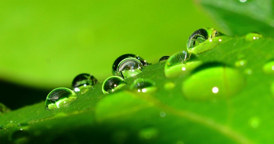 água natureza grama derrubar