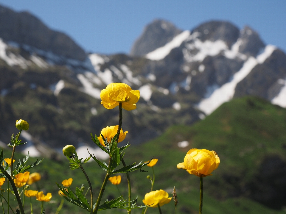 Natureza montanha plantar campo