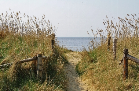 ビーチ 海 海岸 草 写真