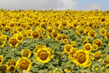 Plant field flower summer Photo