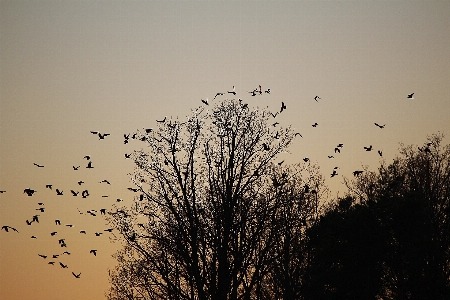 Tree nature branch silhouette Photo