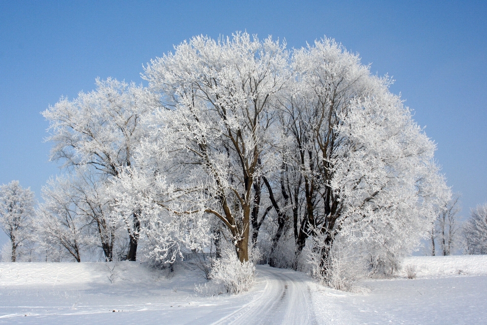 Baum natur zweig schnee