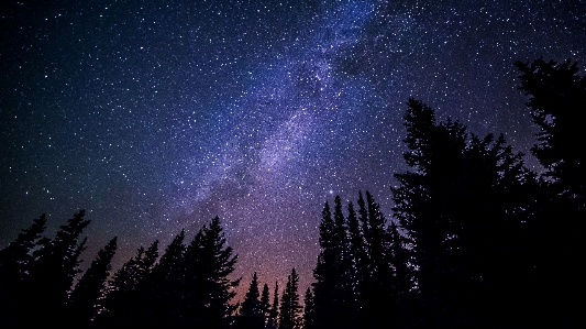 Forest sky night star Photo