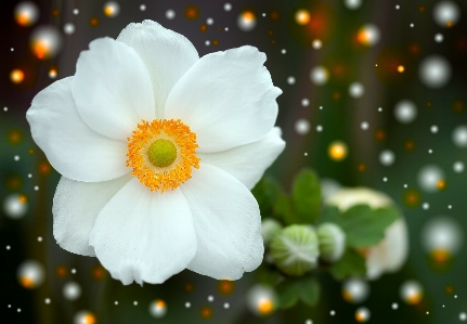 Blossom plant white flower Photo