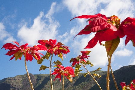 自然 花 植物 空 写真