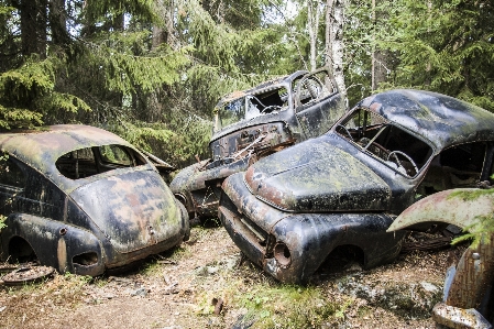 Foto Bosque auto viejo musgo
