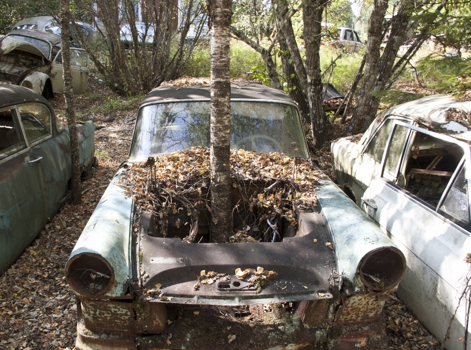 Foresta auto vecchio jeep