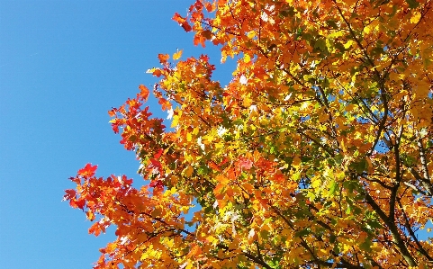 Tree branch plant sunlight Photo