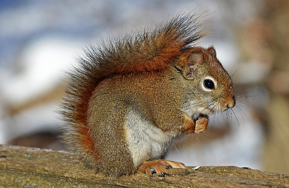 Natura all'aperto animale carino